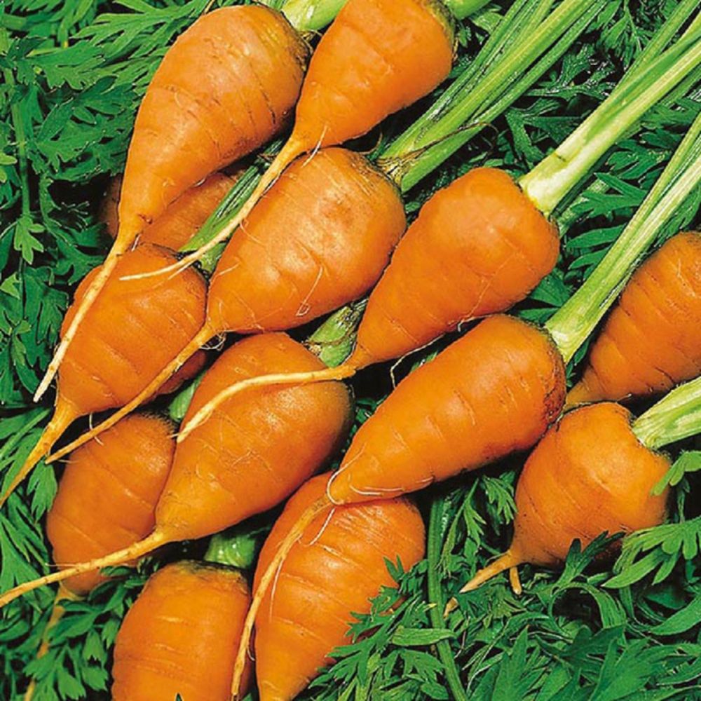 Carrot Royal Chantenay 3